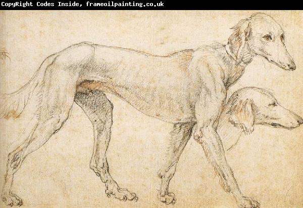 ZUCCARO Federico Studies of a Greyhound